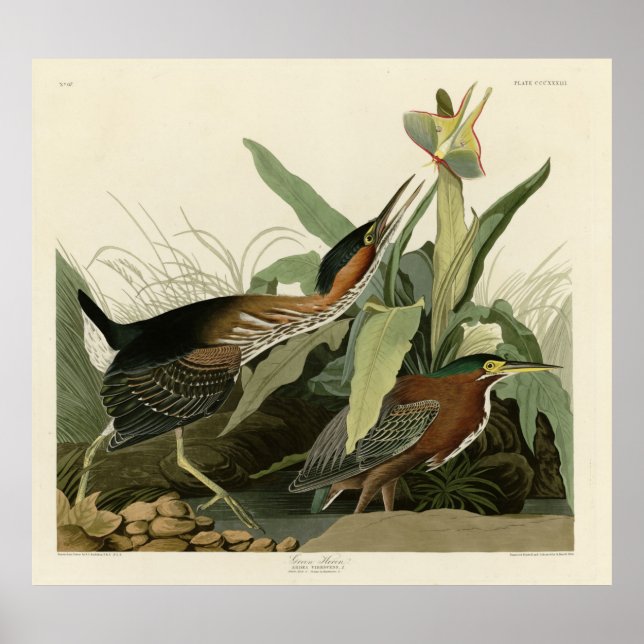 Green Heron, John James Audubons Vögel in Amerika Poster (Vorne)