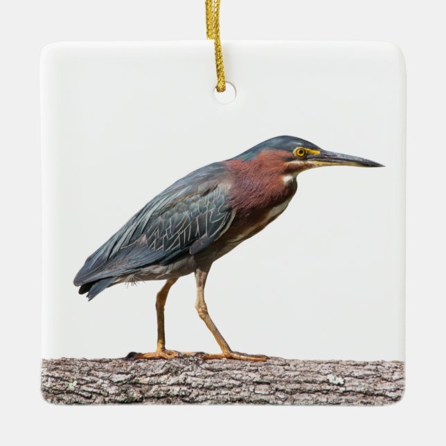 Green Heron Keramikornament (Vorderseite)