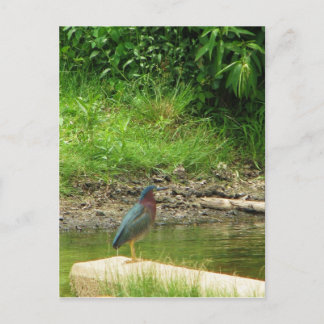 Green Heron Post Card Postkarte