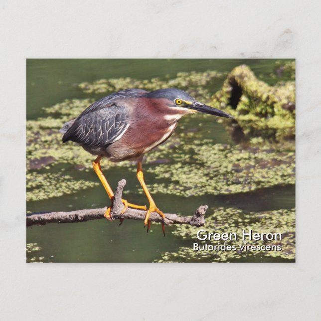 Green Heron Postcard Postkarte (Vorderseite)
