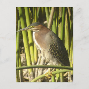 Green Heron Postcard Postkarte