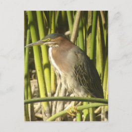 Green Heron Postcard Postkarte