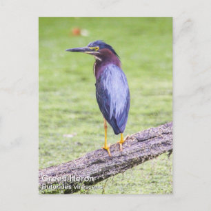 Green Heron Postkarte