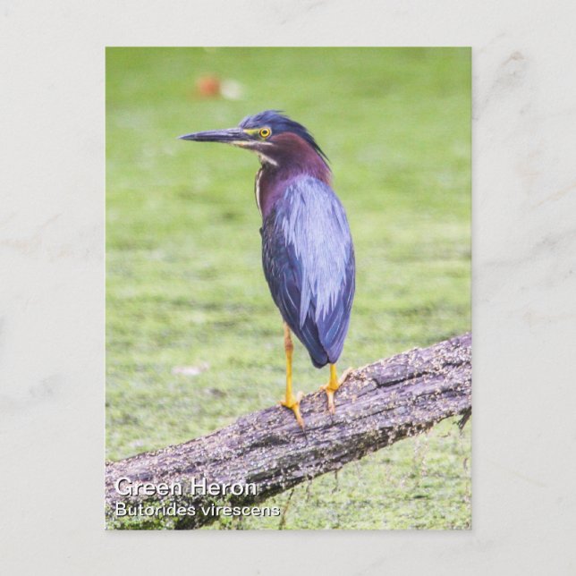 Green Heron Postkarte (Vorderseite)