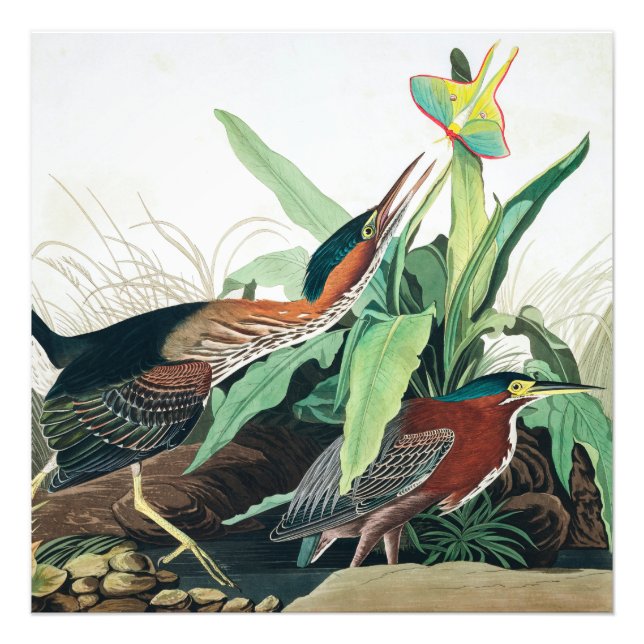 Green Heron von John James Audubon Fotodruck (Vorne)