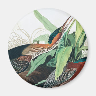 Green Heron von John James Audubon Magnet