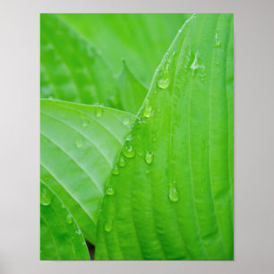 Green Hosta Blätter und Wassertropfen Poster
