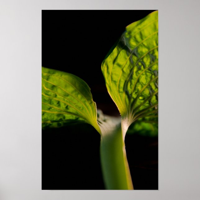 Green Hosta Leaf auf Black Poster (Vorne)