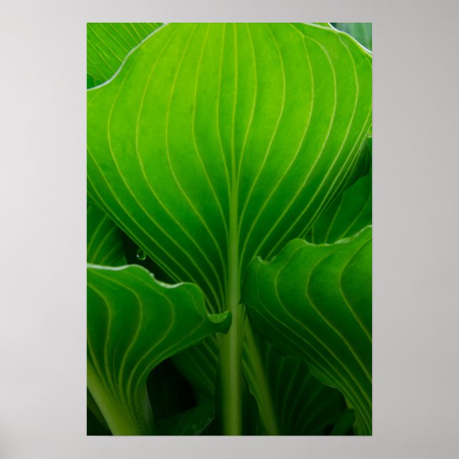 Green Hosta Leaf Poster (Vorne)