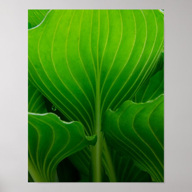 Green Hosta Leaf Poster (Vorne)