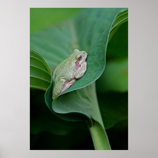 Green Hosta Leaf und Frosch Poster (Vorne)