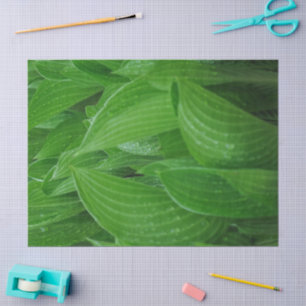 Green Hosta Verlasst mit Raindrops Tissue Paper Seidenpapier