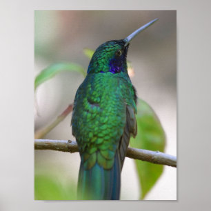 Green Humming Bird Poster
