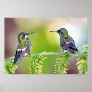 Green Hummingbird Couple auf einem Leaf Poster