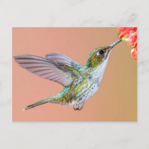 Green Hummingbird Fütternd auf einer Orange-Blume Postkarte