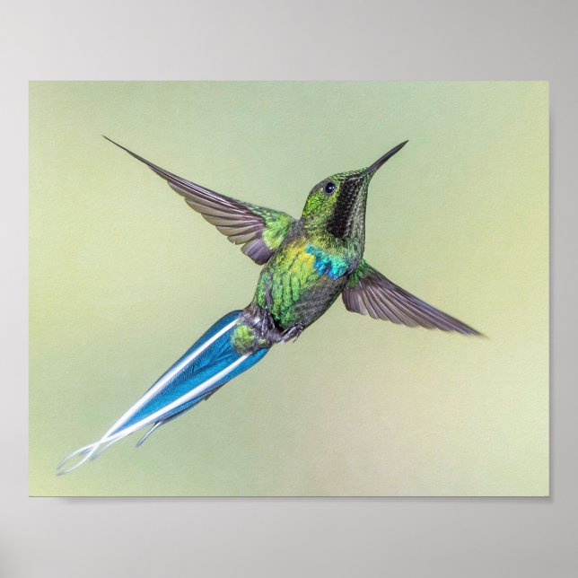 Green Hummingbird mit Long Blue Schwanz Feathers Poster (Vorne)