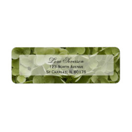 Green Hydrangea Blume Rücksendeadresse