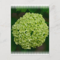 Green Hydrangea Postkarte