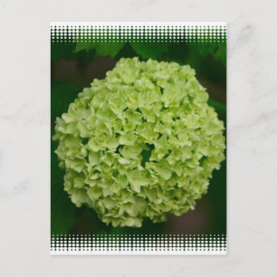 Green Hydrangea Postkarte
