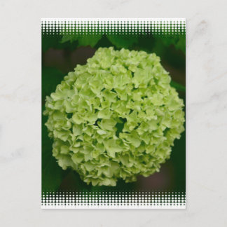 Green Hydrangea Postkarte