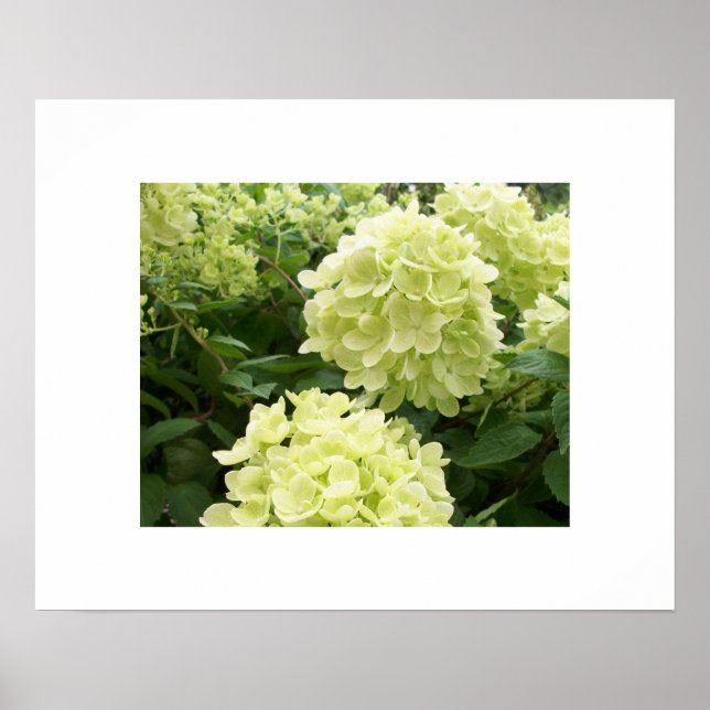 Green Hydrangeas Poster (Vorne)