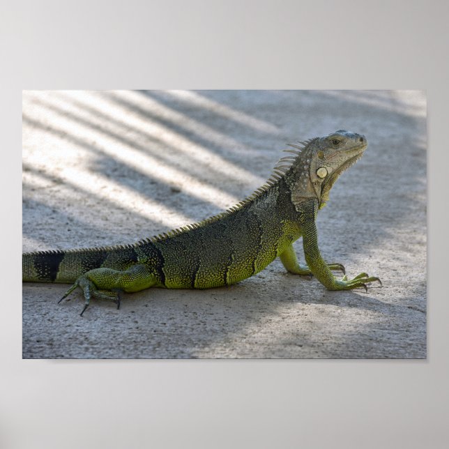 Green Iguana im Schatten eines Palmenbaumes Poster (Vorne)