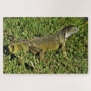Green Iguana Lizard in Gras Puzzle