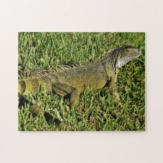 Green Iguana Lizard in Grass Puzzle (Horizontal)