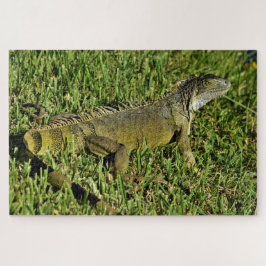 Green Iguana Lizard in Grass Puzzle