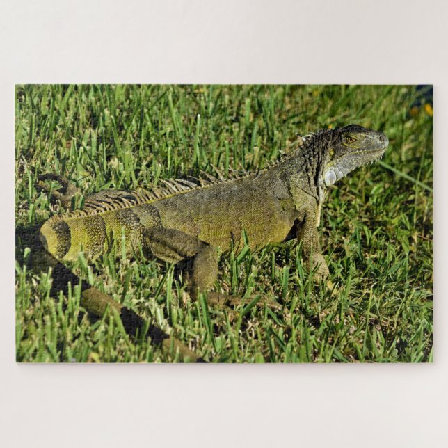Green Iguana Lizard in Grass Puzzle (Horizontal)