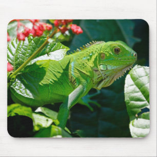 Green Iguana Lizard Mousepad