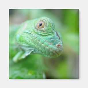 Green Iguana Lizard Reptile auf dem Leaf Magnet