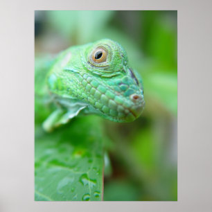 Green Iguana Lizard Reptile auf Leaf Poster