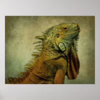 Green Iguana