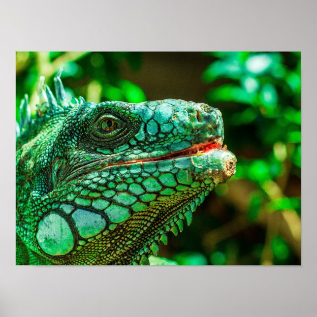 Green Iguana Poster (Vorne)