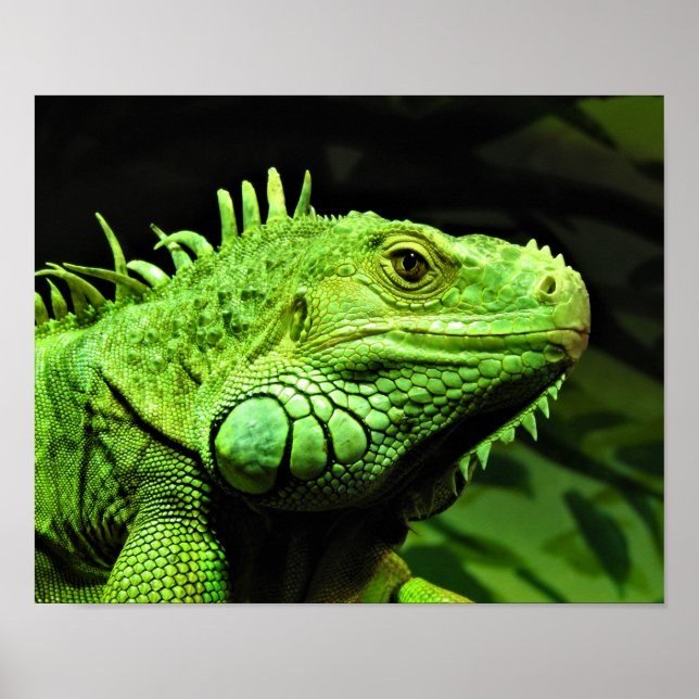 Green Iguana Poster (Vorne)