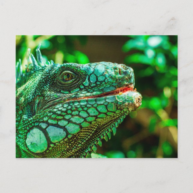 Green Iguana Postkarte (Vorderseite)