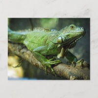 Green Iguana