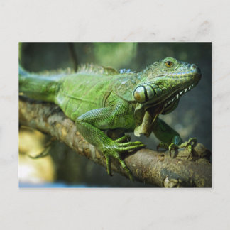 Green Iguana Postkarte