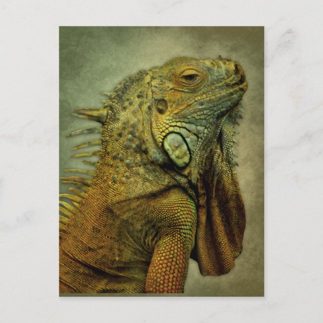 Green Iguana Postkarte (Vorderseite)