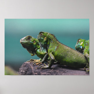 Green Iguanas Poster