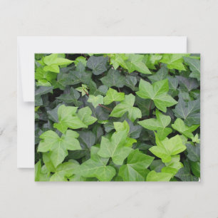 Green Ivy Botanical Print Karte