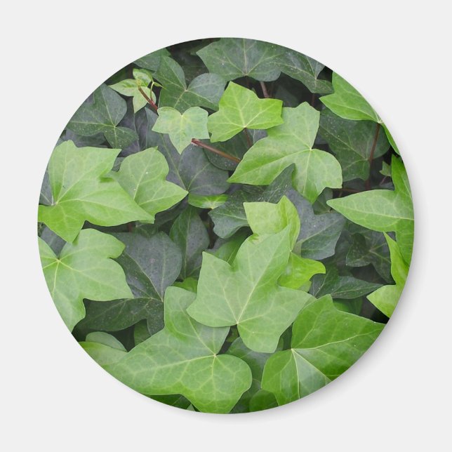 Green Ivy Botanical Print Magnet (Vorne)
