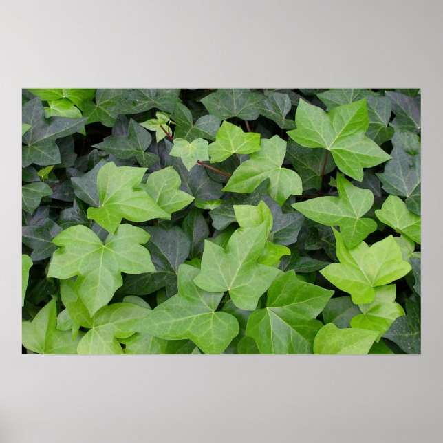 Green Ivy Botanical Print Poster (Vorne)