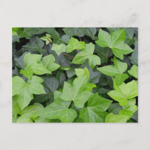 Green Ivy Botanical Print Postkarte