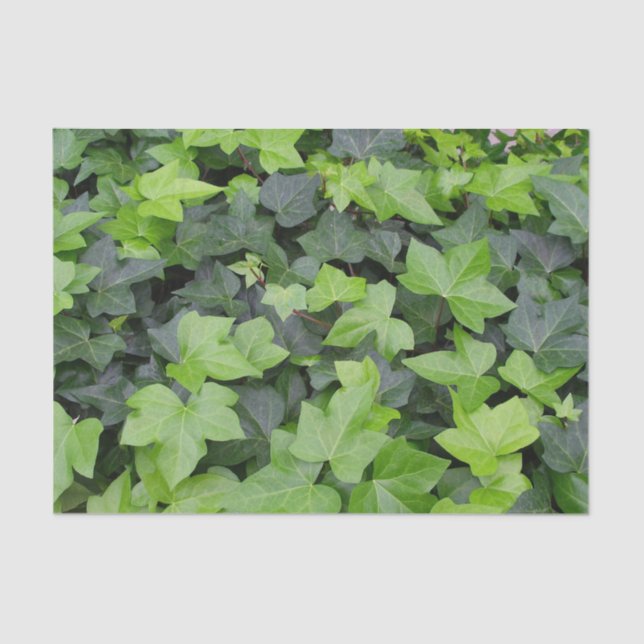 Green Ivy Botanical Print Seidenpapier (Vorderseite)