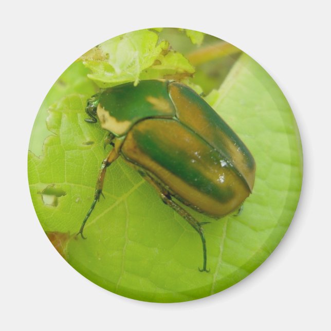 Green June Beetle Magnet (Vorne)
