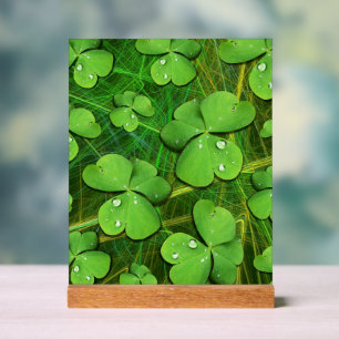 Green Kleeblatt St Patrick's iPhone 5 Case-Mate Acrylschild