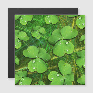 Green Kleeblatt St Patrick's iPhone 5 Case-Mate Magnetkarte