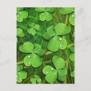 Green Kleeblatt St Patrick's iPhone 5 Case-Mate Postkarte